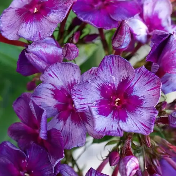 Флокс метельчатый Дракон, изображение 2