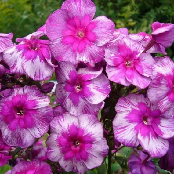 Флокс метельчатый Дракон, изображение 3