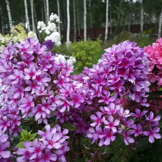 Флокс метельчатый Морской Петух, изображение 2