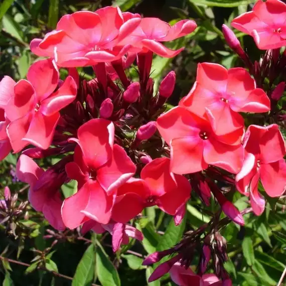 Флокс метельчатый Набат, изображение 2