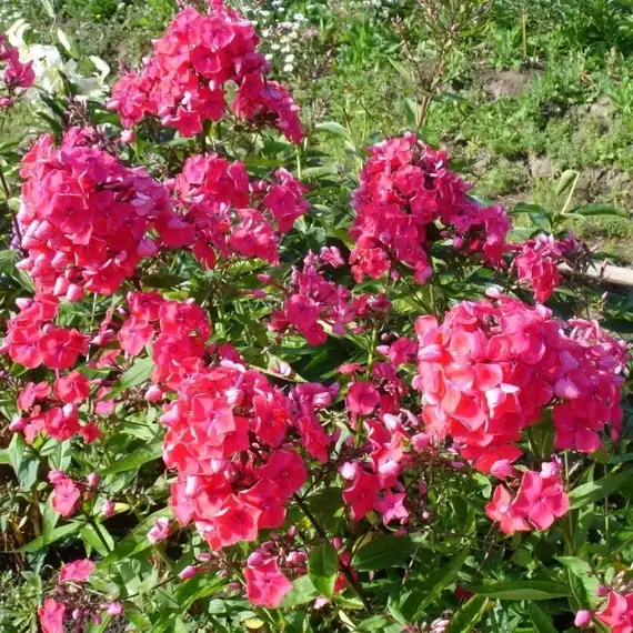 Флокс метельчатый Набат, изображение 3