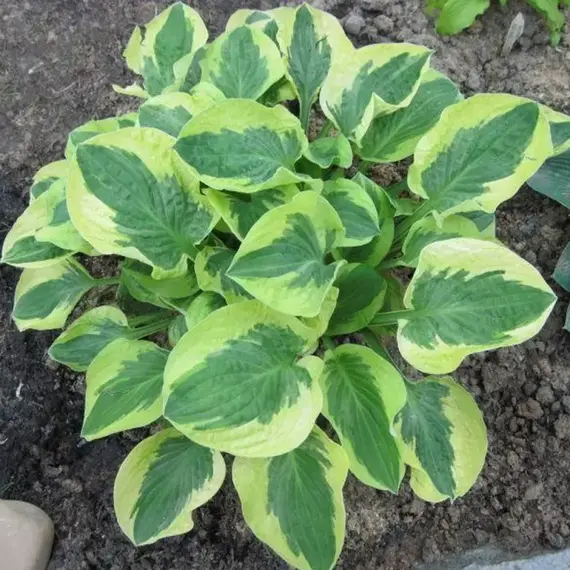 Хоста Брим Кап, изображение 2