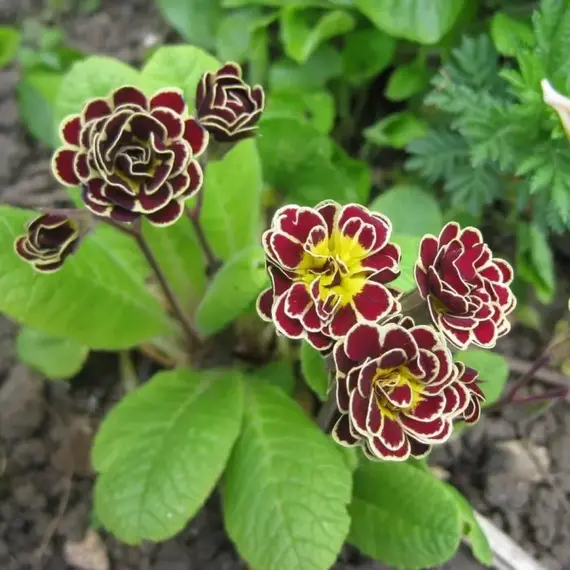 Примула гибридная Элизабет Киллелэй, изображение 2