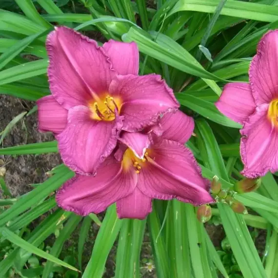 Лилейник Саммер Вайн, изображение 3