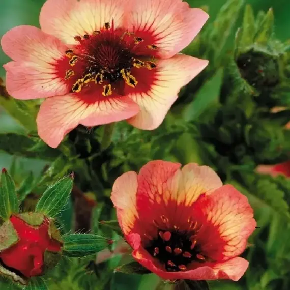 Лапчатка гибридная Твинклин Стар, изображение 3