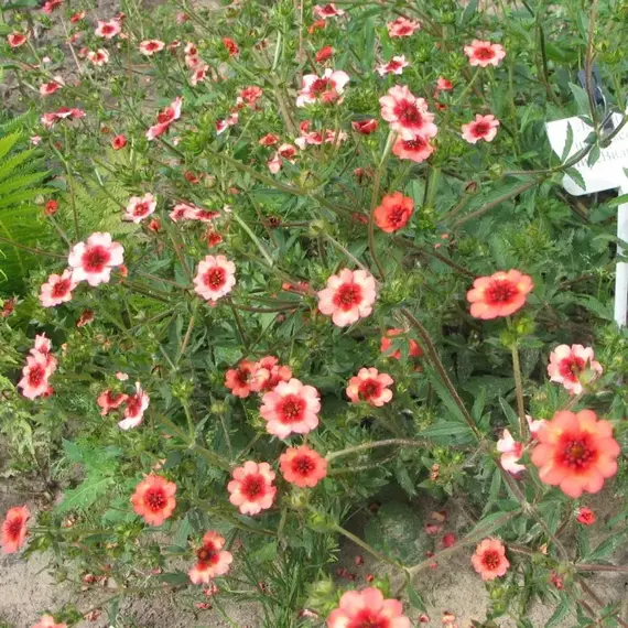 Лапчатка гибридная Твинклин Стар, изображение 2