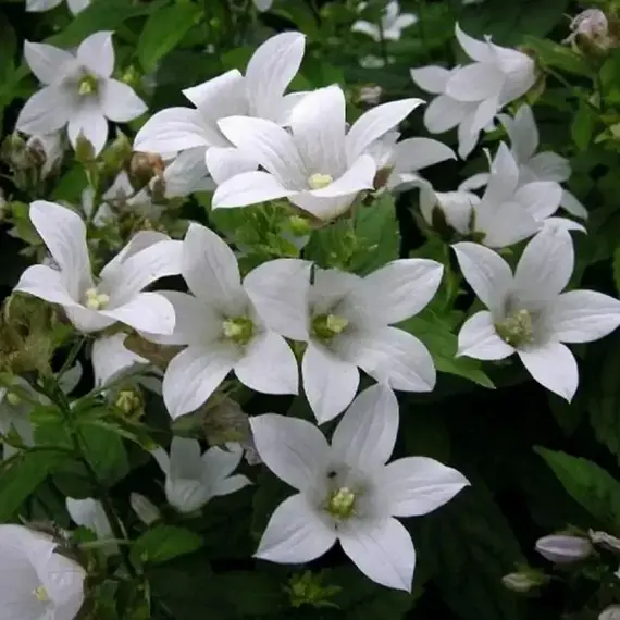 Колокольчик молочноцветковый Вайт Пуф, изображение 2