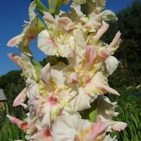 Гладиолус Снегири, изображение 2