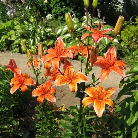 Лилия Электрик азиатская, изображение 2