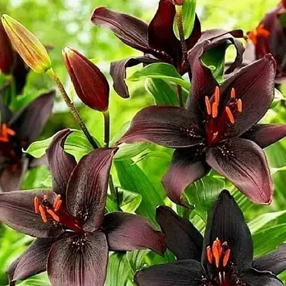 Лилия Роял Кисс азиатская, изображение 2