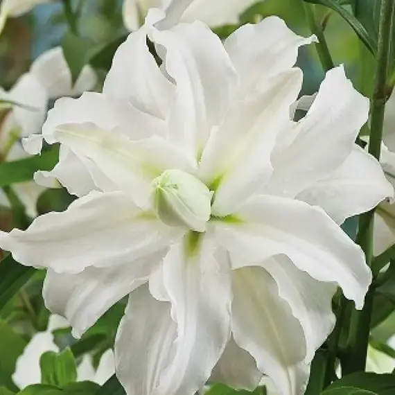 Лилия Анжела розовидная восточная, изображение 3