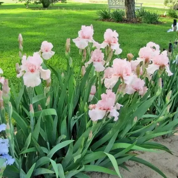 Ирис германский Ванити, изображение 2