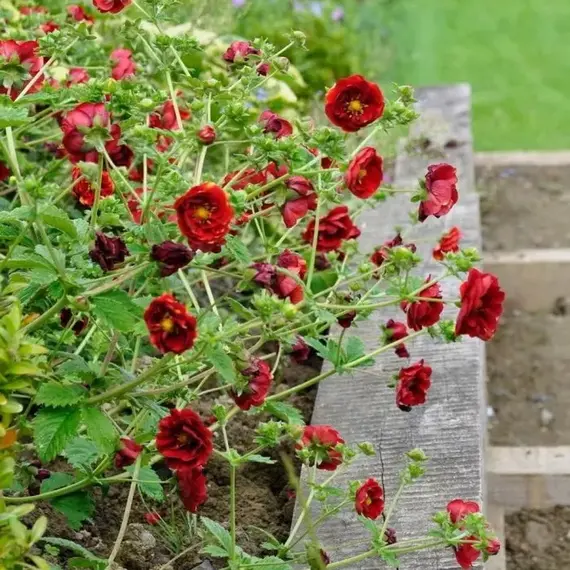 Лапчатка Фламбе, изображение 2