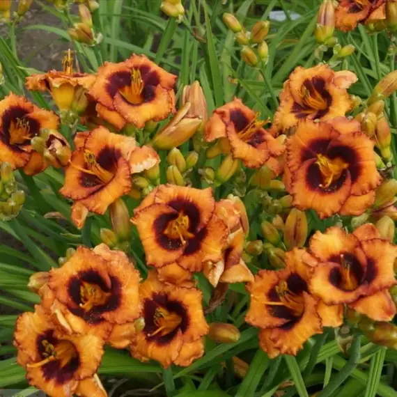 Лилейник Мэйдлин Неттлс Айз, изображение 2