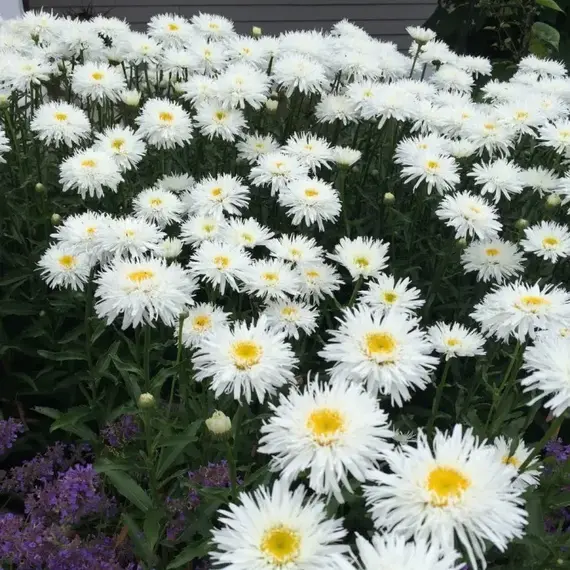 Нивяник Санте, изображение 2