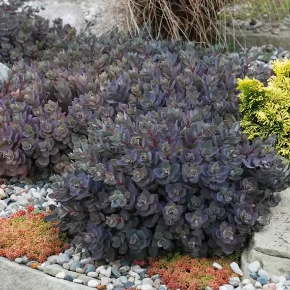 Седум (очиток) Дэзлеберри Санспарклер, изображение 2