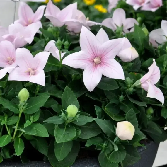 Платикодон Астра Пинк, изображение 2