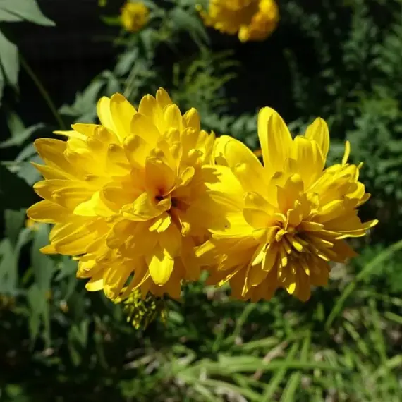 Рудбекия Голдквелле, изображение 2