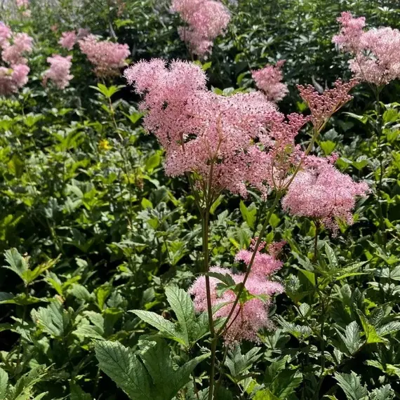 Лабазник красный Венуста, изображение 3