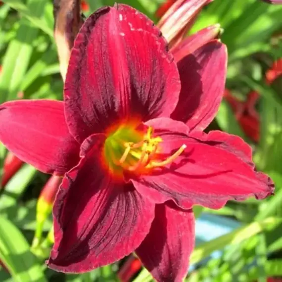 Лилейник Джипси Тертл, изображение 2