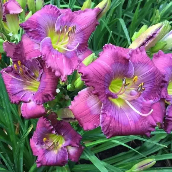 Лилейник Лавендер Блу Бэби, изображение 2