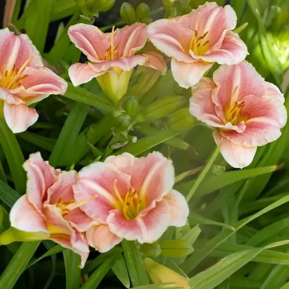 Лилейник Литтл Анна Роза, изображение 3