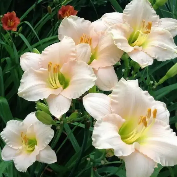 Лилейник Лаллебай Бэби, изображение 2