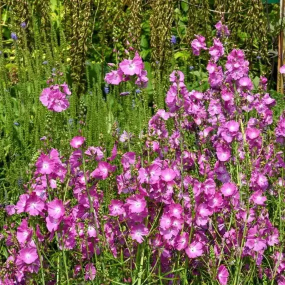 Сидальцея орегана Бриллиант, изображение 3