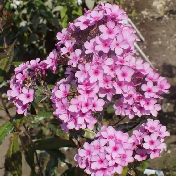 Флокс метельчатый Шоколад, изображение 2