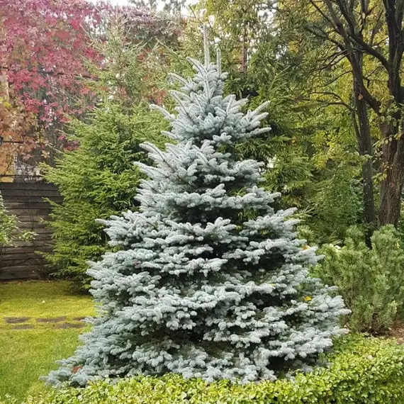 Ель колючая Кейбаб