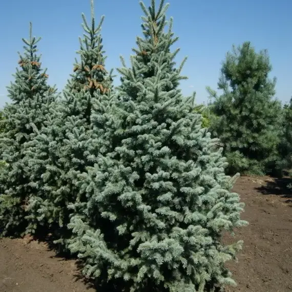 Ель колючая Ретрофлекса