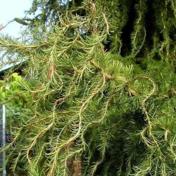 Лиственница Кемпфера Диана