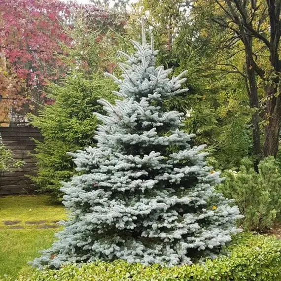 Ель колючая Роял Блю