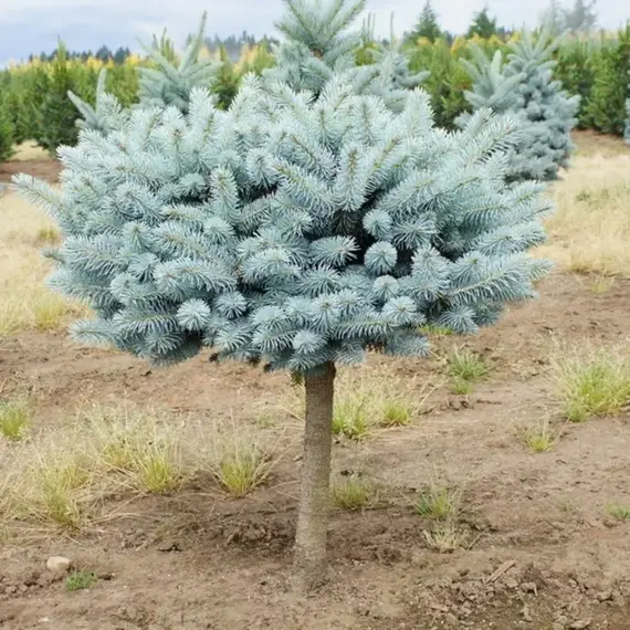 Ель колючая Хупси на штамбе