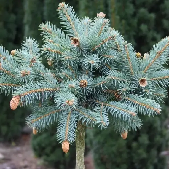 Ель колючая Оливия на штамбе