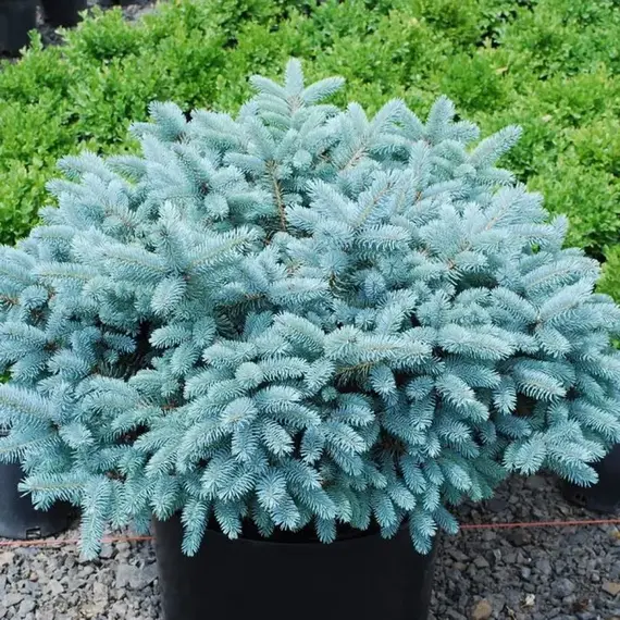 Ель колючая Глаука Компакта