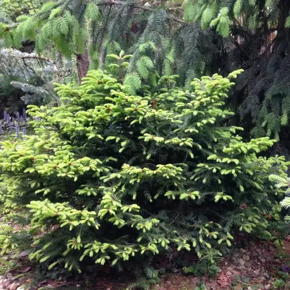 Ель обыкновенная Хенксгарден Бьюти