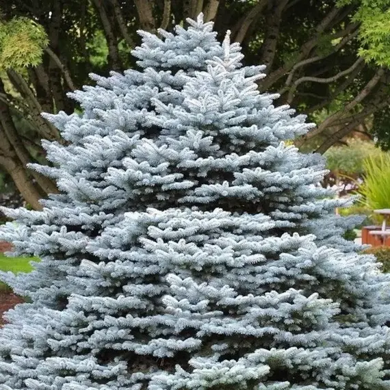 Ель колючая Монтгомери