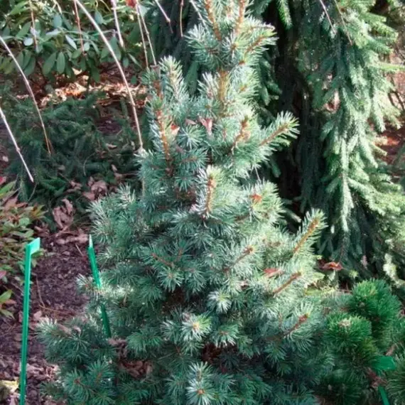 Ель колючая Томек