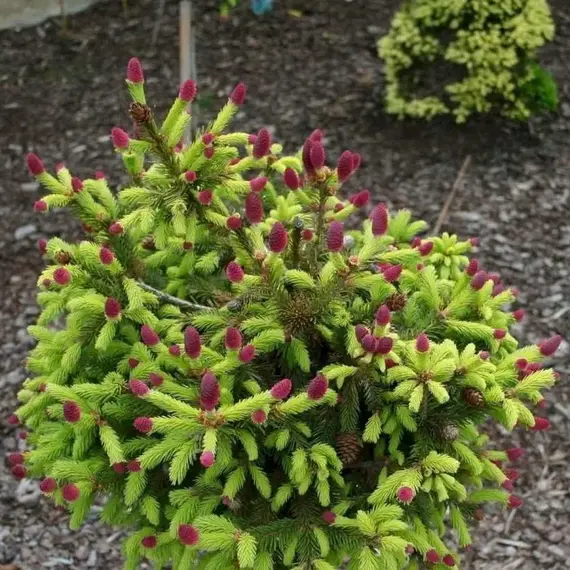 Ель обыкновенная Уайлд Строберри