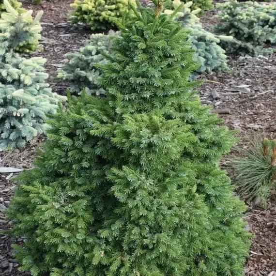 Ель сербская Фронлейтен