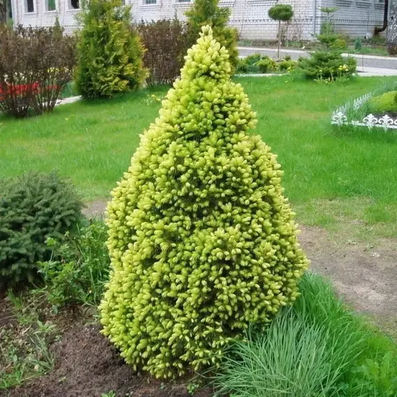 Ель сизая (канадская) Дабл Селебрейшен