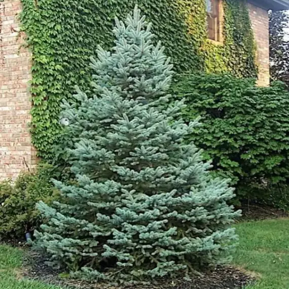 Ель колючая Фат Альберт