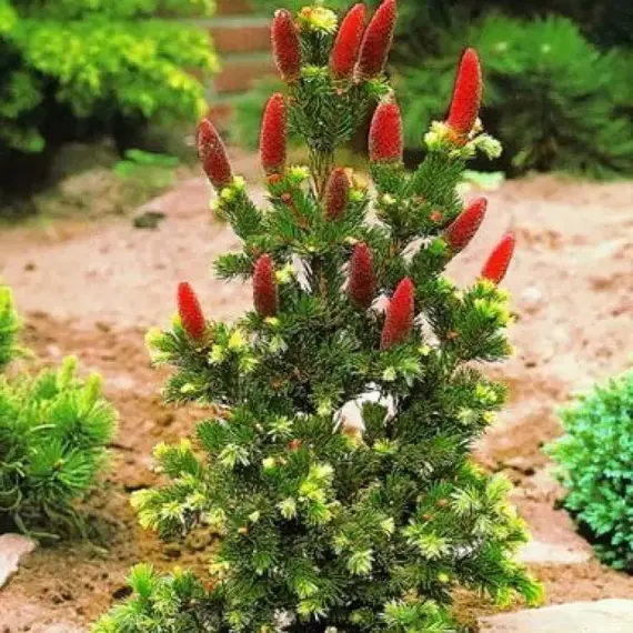 Ель колючая Лаки Страйк