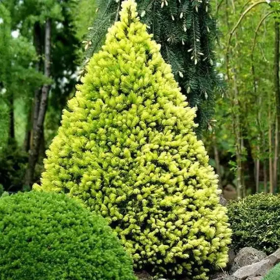 Ель сизая (канадская) Дейзи Уайт