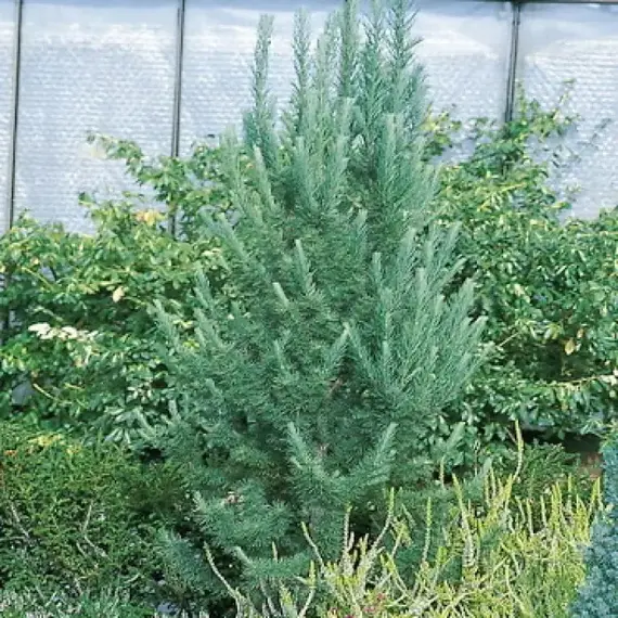 Лиственница Кемпфера Якобсен Пирамид