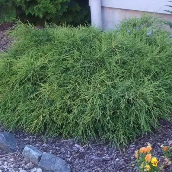 Кипарисовик горохоплодный Филифера Нана