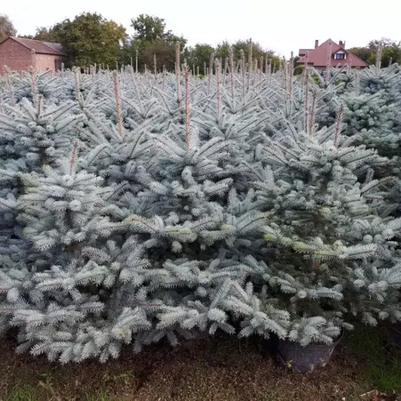 Ель колючая Блю Даймонд