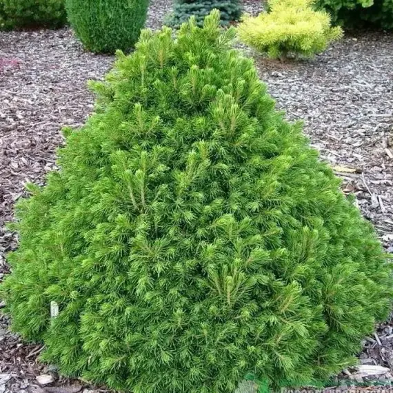 Ель обыкновенная Томпа