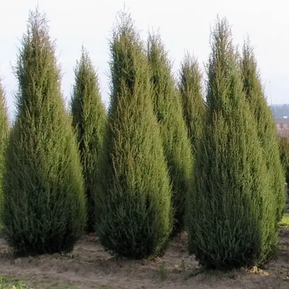 Можжевельник виргинский